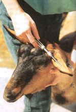 Administering a progesterone implant to "synchronize" heat cycles.